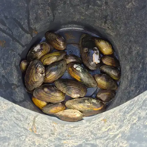 Mussels