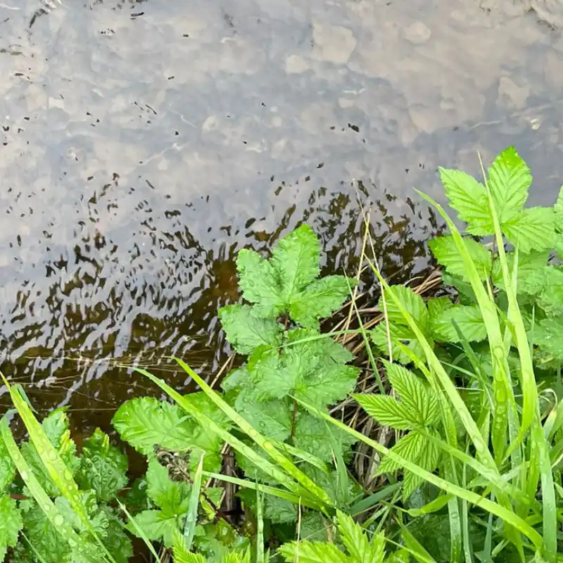 Bio-monitoring